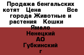 Продажа бенгальских котят › Цена ­ 20 000 - Все города Животные и растения » Кошки   . Ямало-Ненецкий АО,Губкинский г.